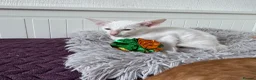 Oriental cats for sale: Beautiful oriental kittens  - Advert 5