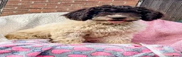 Spanish Water Dog dogs for sale: Spanish Water Dog - Advert 5