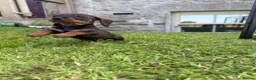 Dachshund dogs for sale: Standard Wire Haired Dacshund (Teckel) in Carnforth - Advert 3