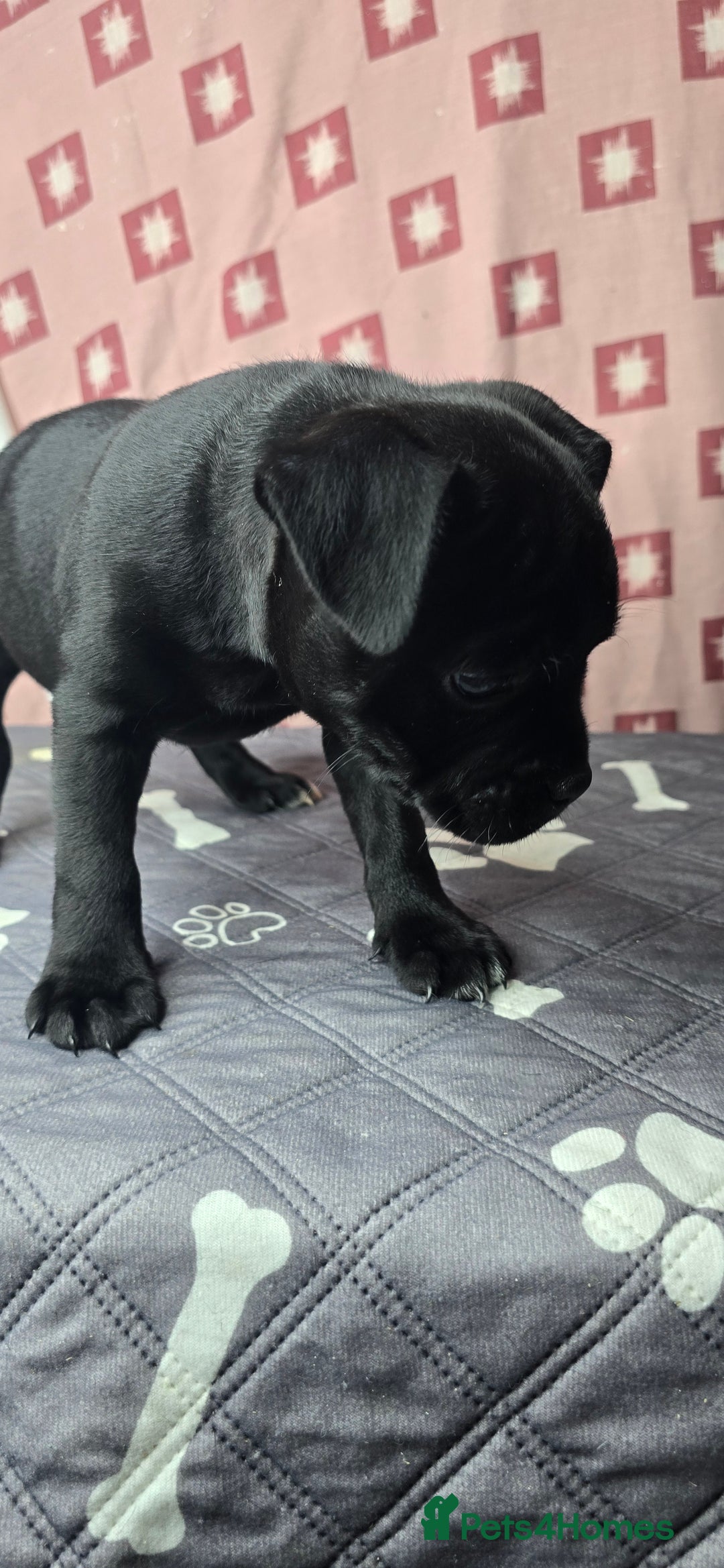 Staffordshire Bull Terrier dogs for sale: Champion bloodlines kc stafford  pups  - Advert 21