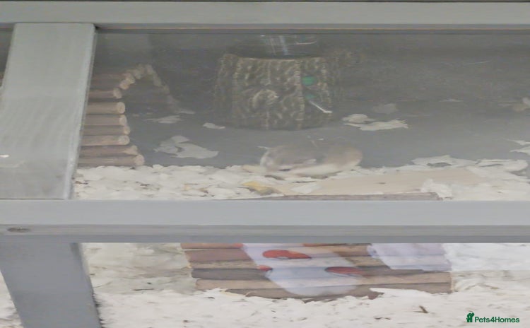 Hamster rodents - Advert 3