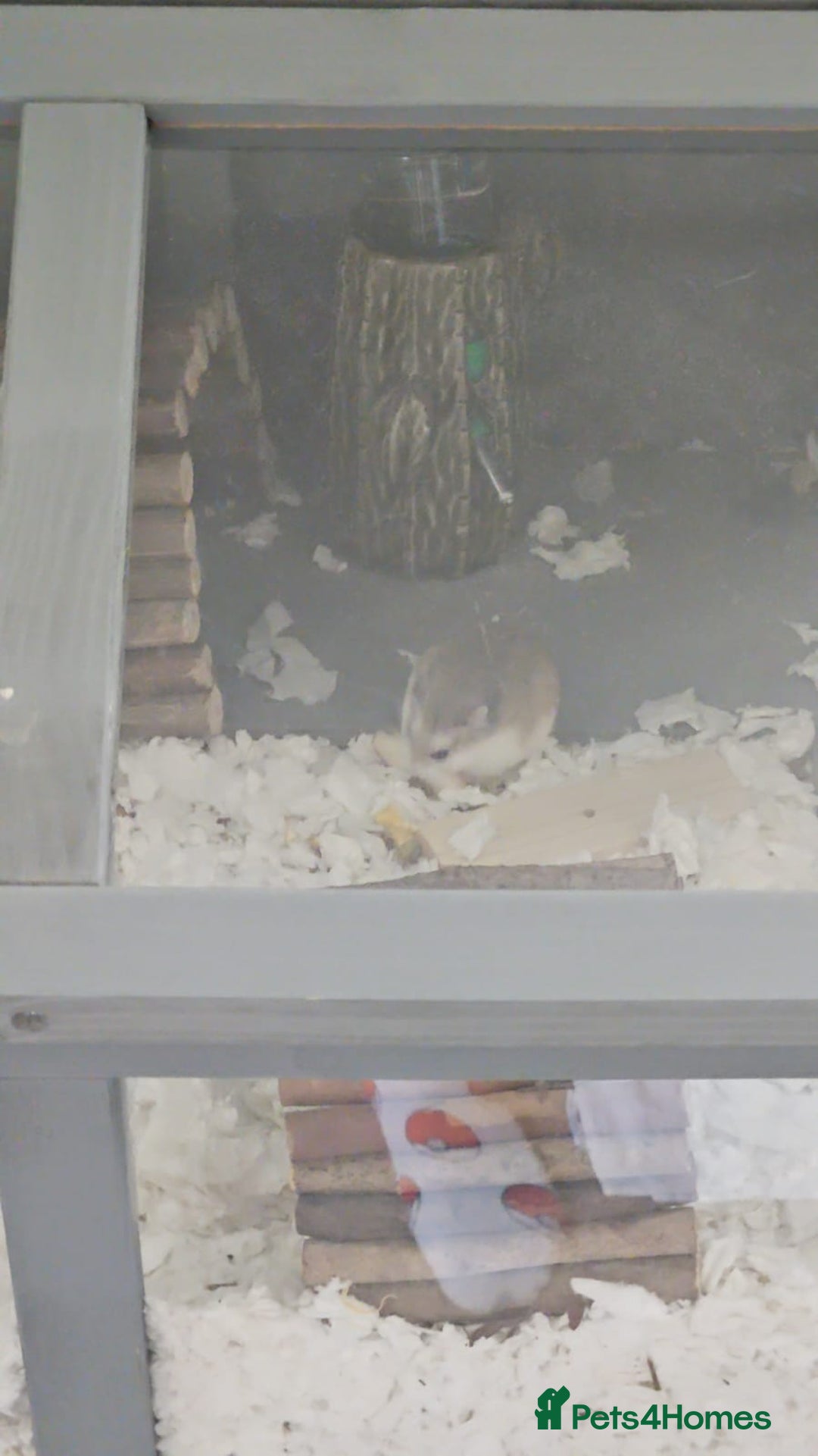 Hamster rodents for sale: roborovski hamster - Image 1