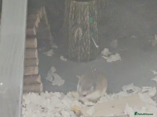 Hamster rodents - Advert 20