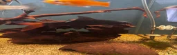 Gouramis fish for sale: Angelfish and other  - Advert 5