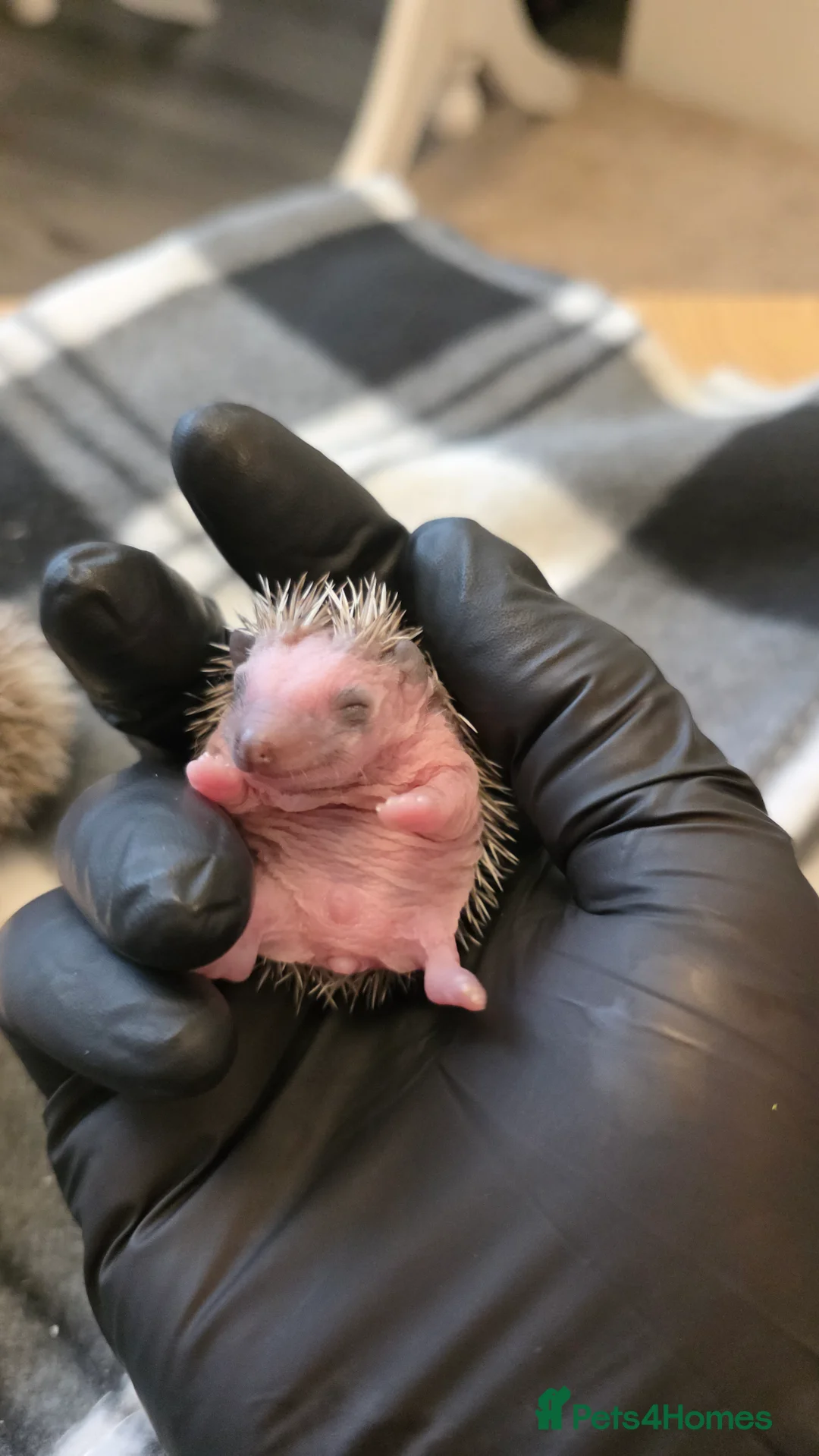 Pygmy Hedgehog rodents for sale: African Pygmy hedgehog babies - Advert 10