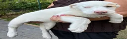 Mixed Breed dogs for adoption: 🤍 LIANA – A Superb young Girl for a Loving Home🩷 - Advert 7