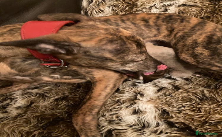 Whippet dogs - Advert 2