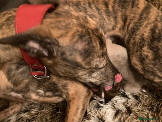 Whippet dogs - Advert 18