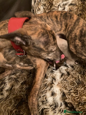 Whippet dogs - Advert 2