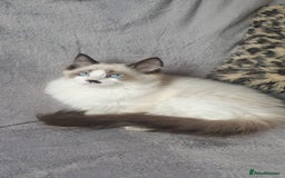 Ragdoll cats for sale: 💖Beautiful GCCF Registered Ragdoll Kittens. - Image 2