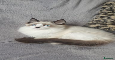 Ragdoll cats - Advert 5