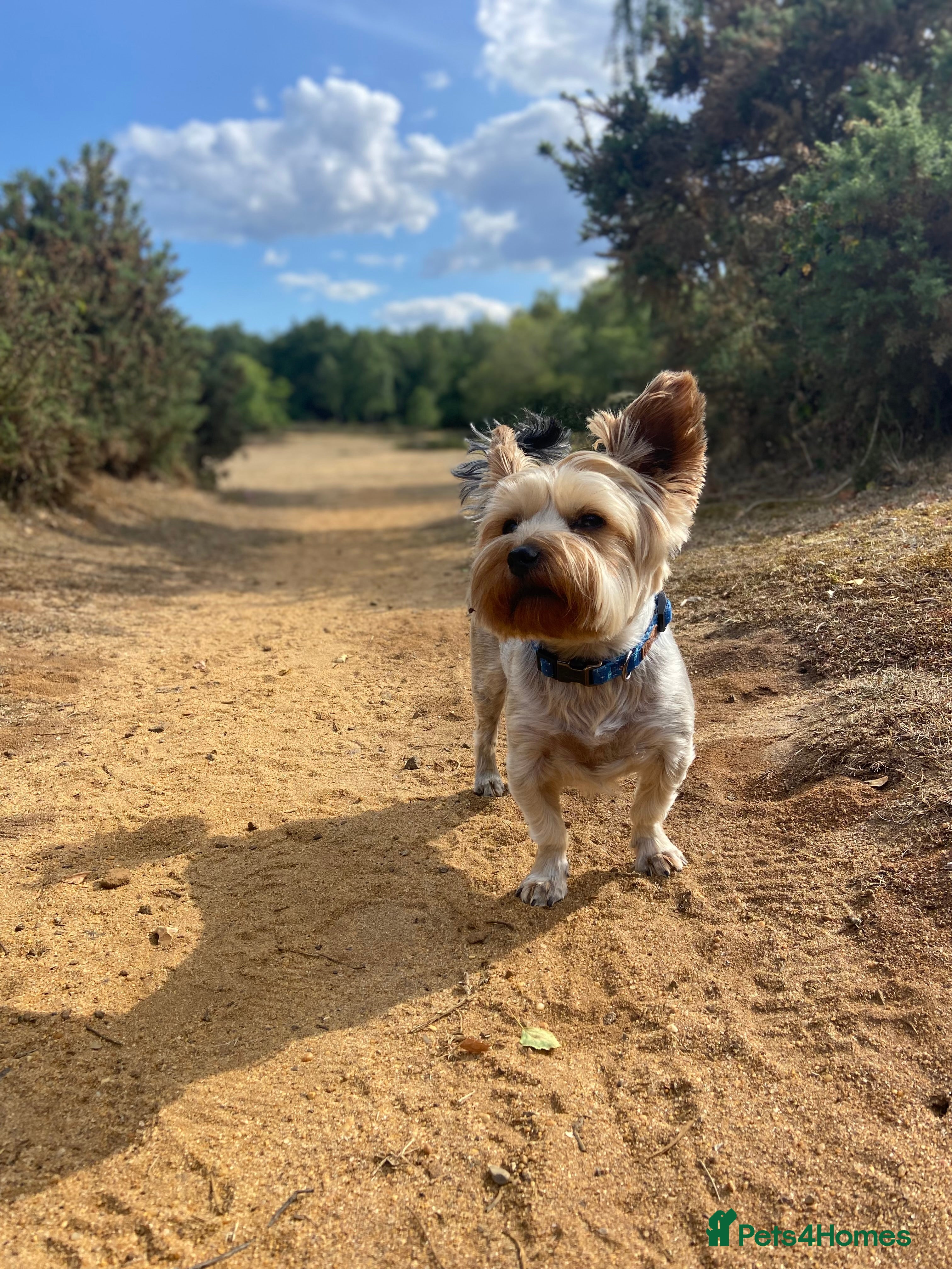 Yorkshire Terrier dogs Pure breed yorkshire terrier available for stud  - Advert 1
