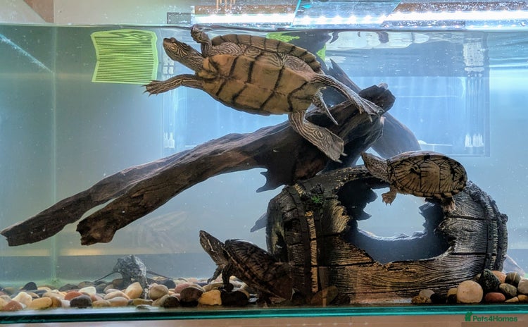 Turtle reptiles - Advert 1