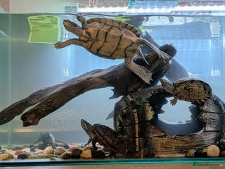 Turtle reptiles - Advert 6