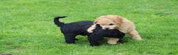 Cavapoo dogs for sale: Beautiful cavapoo puppies for sale  - Advert 14