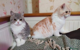 Exotic cats for sale: Two exotic shorthair boys  - Image 3