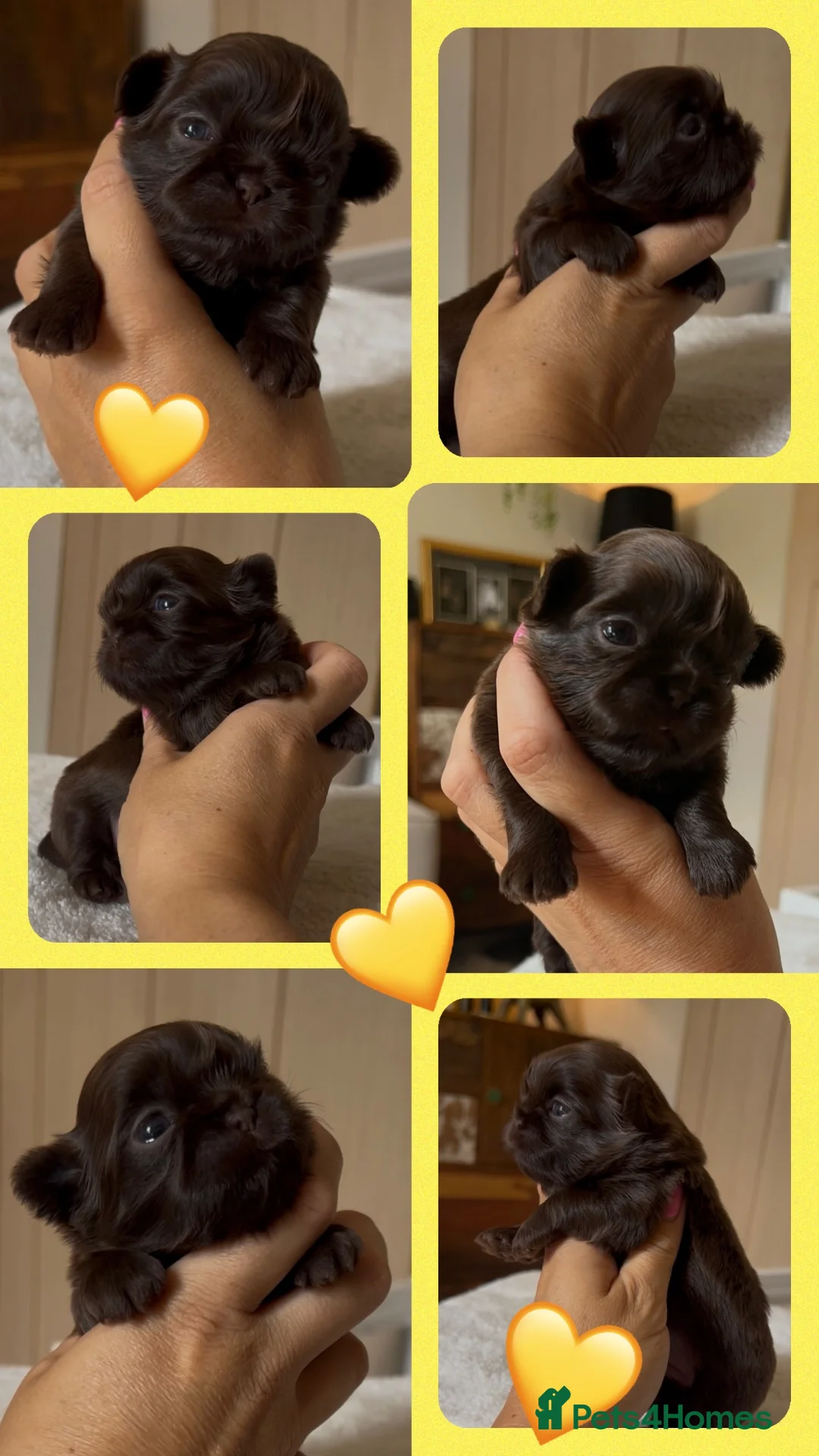 Shih Tzu dogs for sale: KC true chocolate imperial Shihtzu puppies  - Advert 37