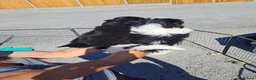 Lhasa Apso dogs for sale: Kc Registered Lhasa Apso Puppies  - Advert 4