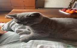 British Shorthair cats for sale: Beautiful British blue Kittens in Sheffield - Image 28
