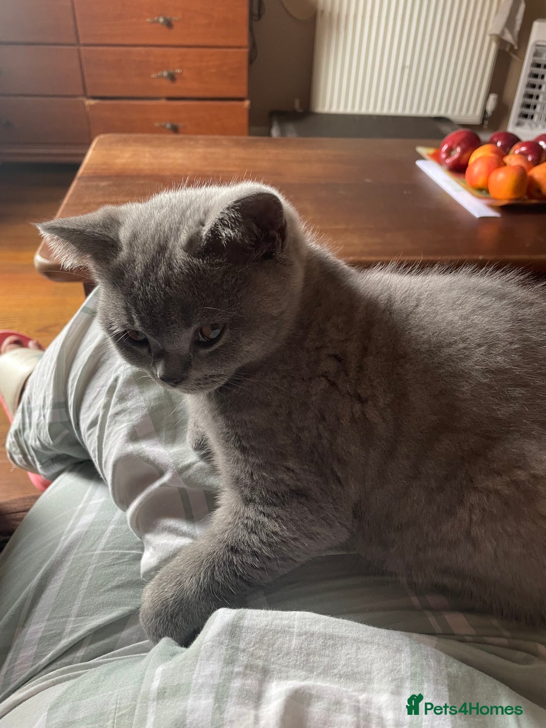 British Shorthair cats for sale: Beautiful British blue Kittens in Sheffield - Image 28