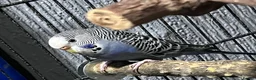 Mixed Breed birds for sale: Female budgies, Love birds and diamond dove in Scunthorpe - Advert 8
