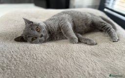 British Shorthair cats for sale: British Shorthair Girl - Image 4