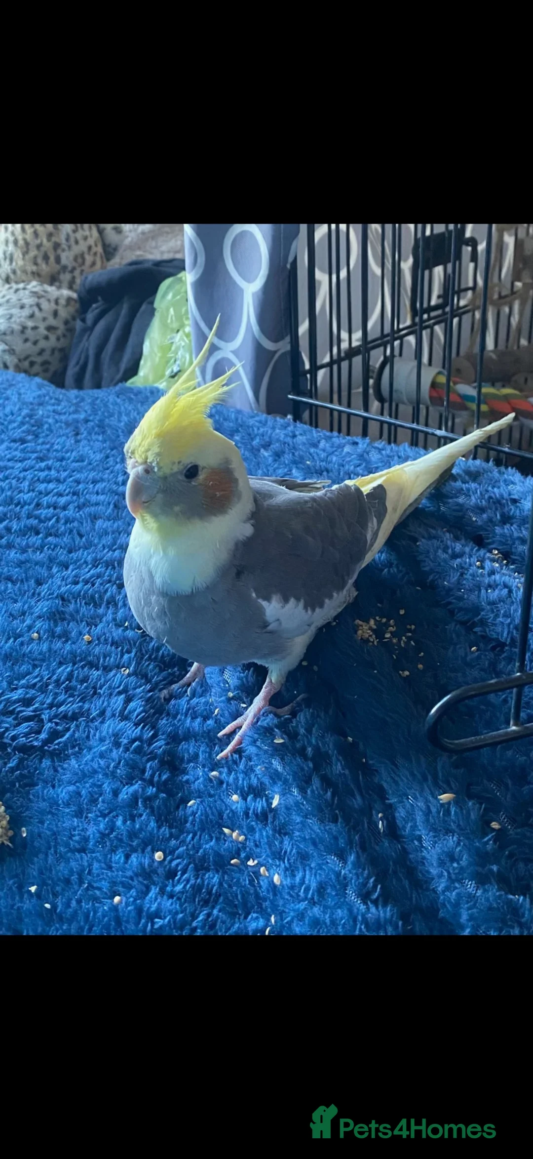 Cockatiels birds for sale: Zelda  in Blackpool - Advert 1