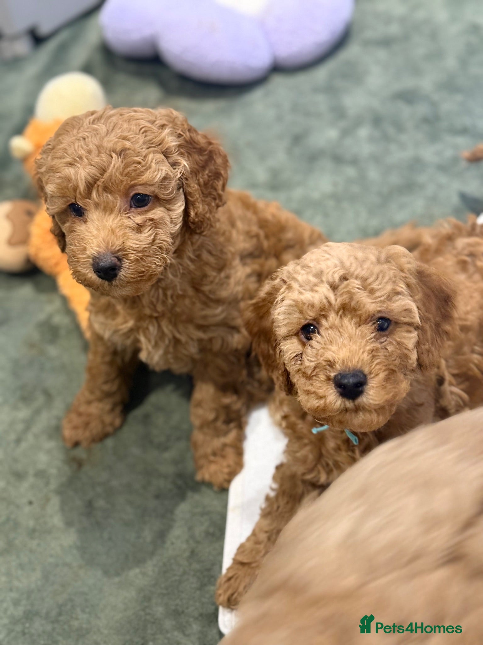 Cavapoo dogs 🩵1 boy left 🩵5 Beautiful f1b Cavapoo puppies  - Advert 4