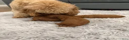 Cavapoo dogs for sale: 1 beautiful boy. F1b both parents DNA clear  - Advert 4
