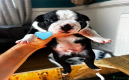 Boston Terrier dogs for sale: Beautiful Boston Terrier Puppies  - Image 19