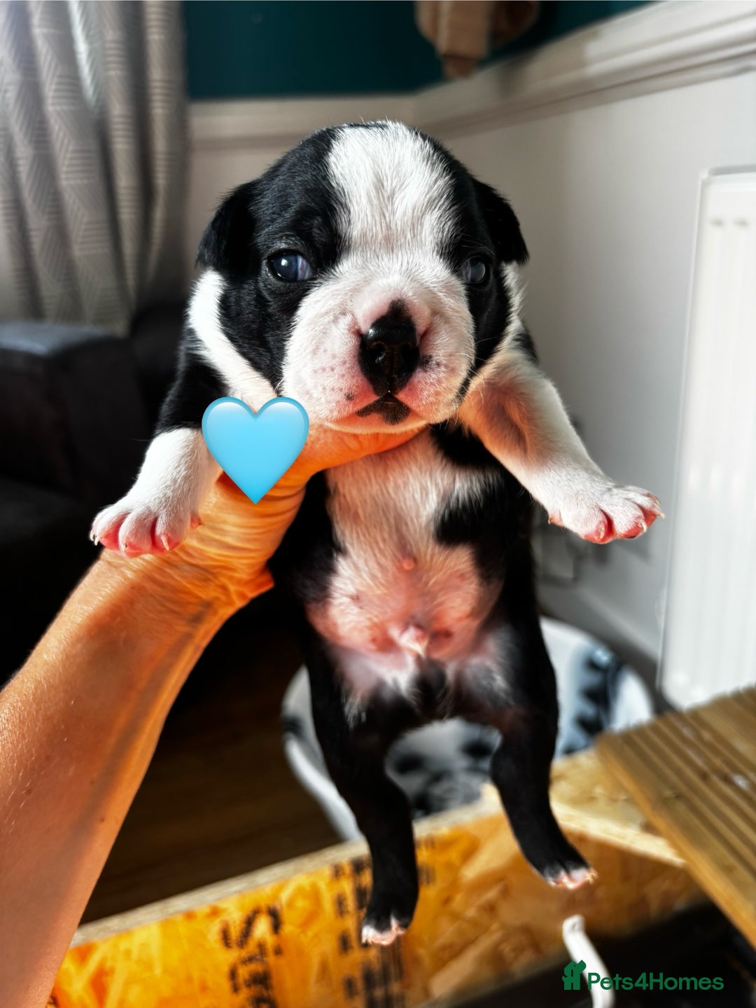 Boston Terrier dogs for sale: Beautiful Boston Terrier Puppies  - Image 19
