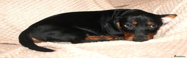 Dachshund Puppy 6