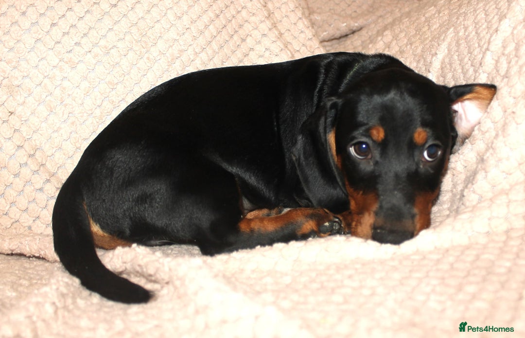 Dachshund dogs for sale: Beautiful standard dachshund litter   - Advert 14
