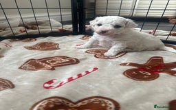 Bichon Frise dogs for sale: Bichon Frise puppies   - Image 13