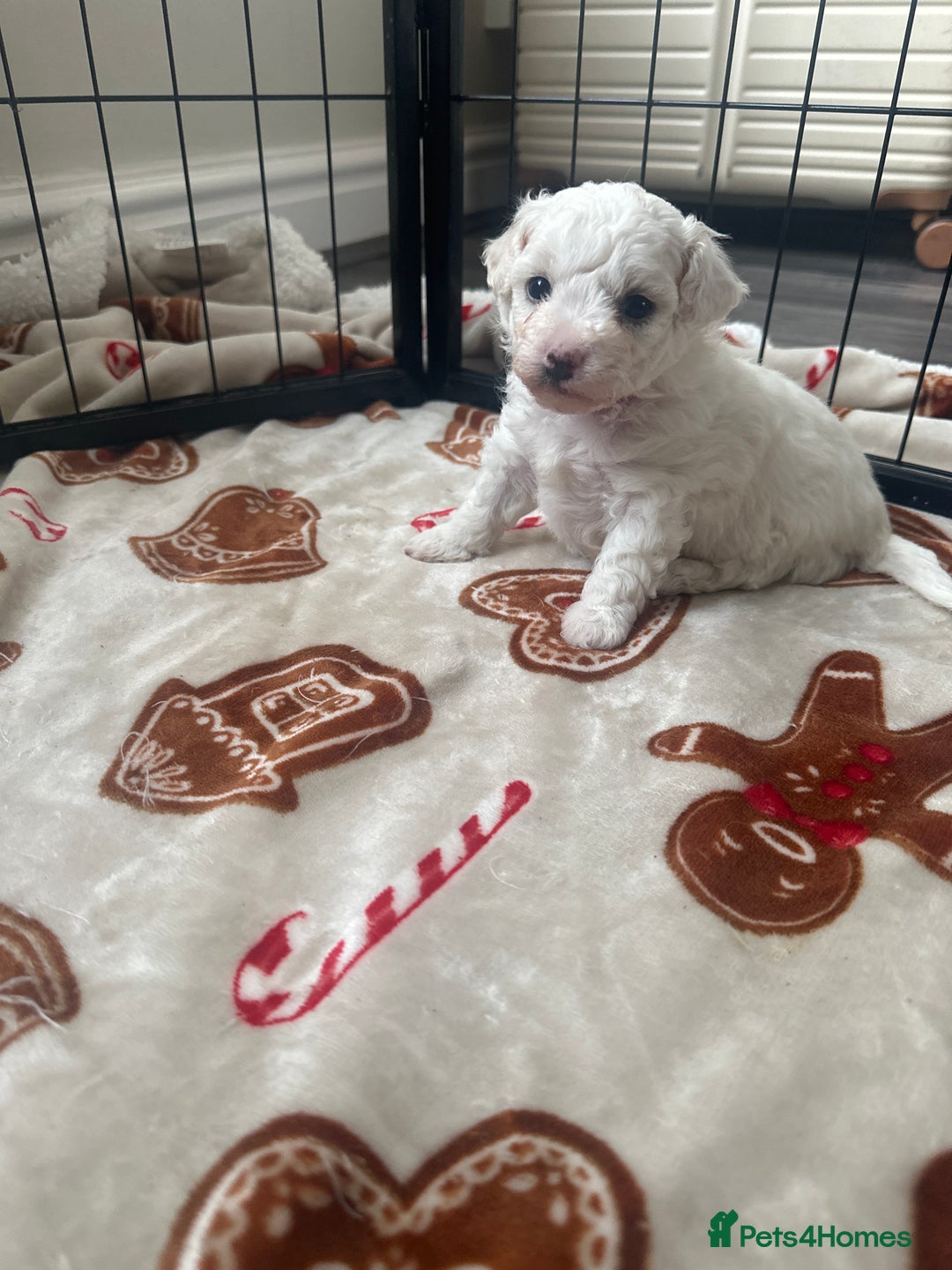 Bichon Frise dogs for sale: Bichon Frise puppies   - Image 13