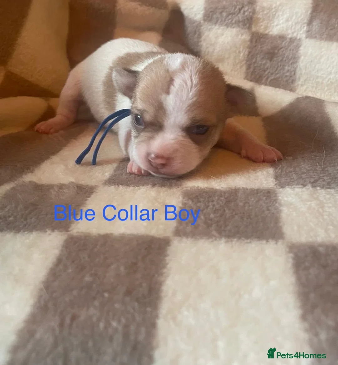 Chihuahua dogs for sale: Beautiful chihuahua puppys - Advert 12