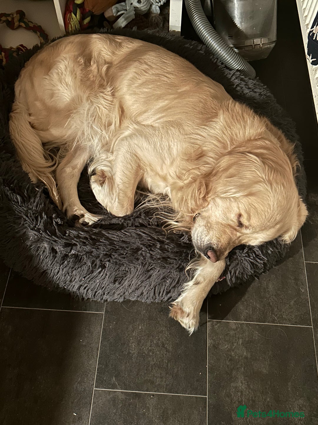 Golden Retriever dogs for sale: Golden retriever, 4 years old - Advert 5
