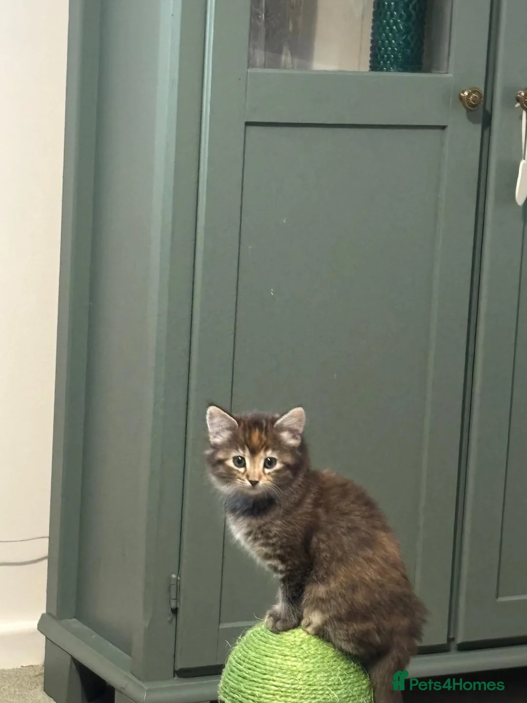 Mixed Breed cats for sale: Two female kittens ready to go now in Bury Saint Edmunds - Advert 2