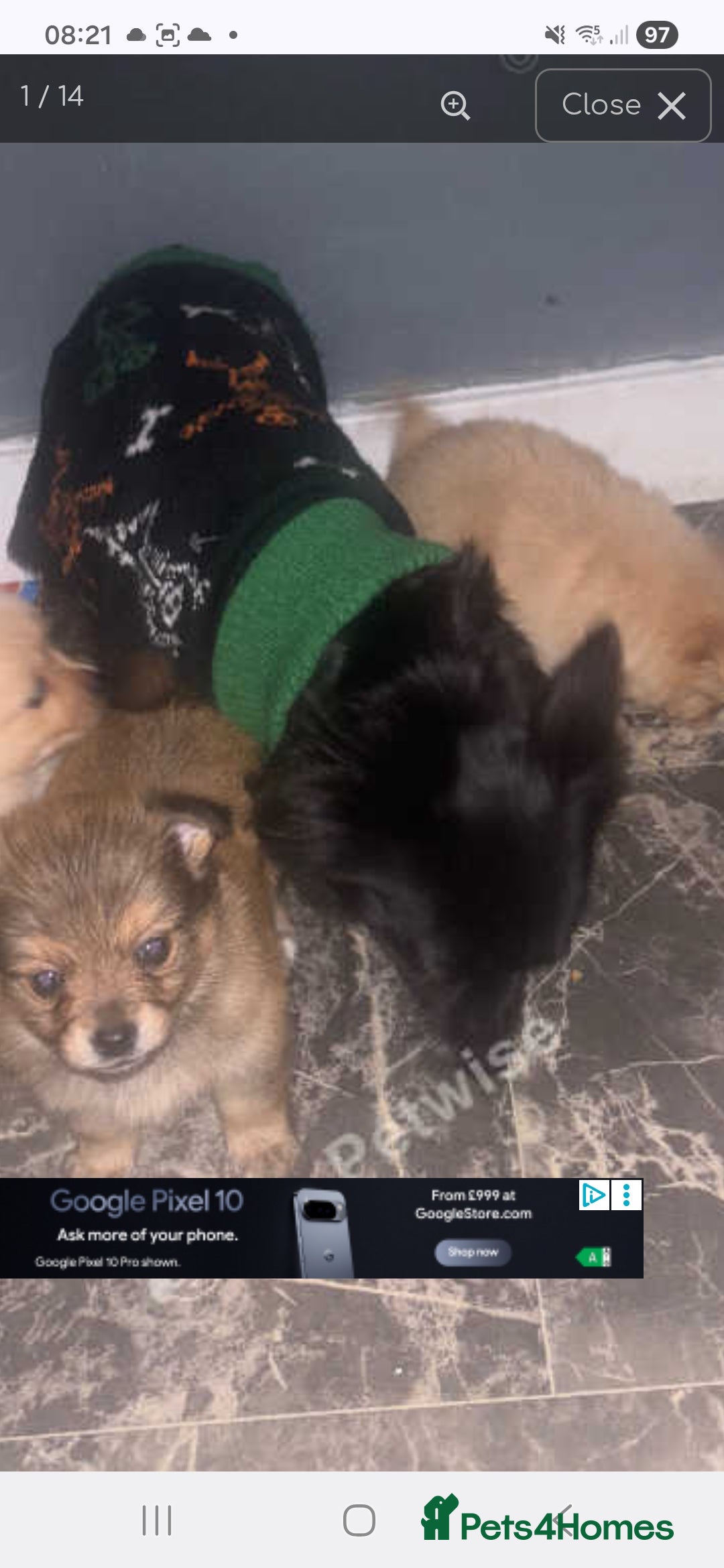 Pomchi dogs for sale: Male pomchi - Image 3