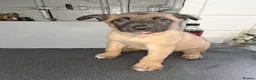 Belgian Shepherd Dog dogs for sale: Belgium Shepard x Dutch Shepard  - Advert 6