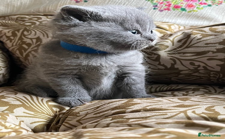 British Shorthair cats - Advert 13