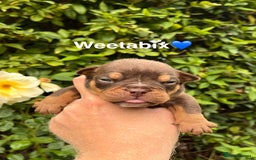 Olde English Bulldogge dogs for sale: RAINBOW OLD ENGLISH LITTER !!! - Image 16
