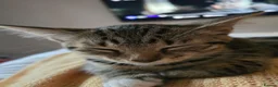 Mixed Breed cats for sale: Girl kitten  - Advert 3