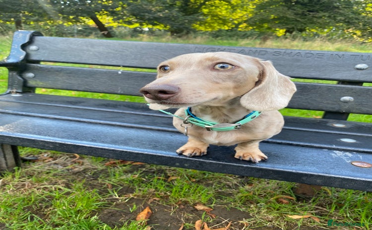 Miniature Dachshund dogs - Advert 8