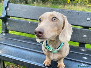 Miniature Dachshund dogs - Advert 25