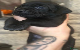 Mixed Breed dogs for sale: Cane Corse X puppies  - Image 5