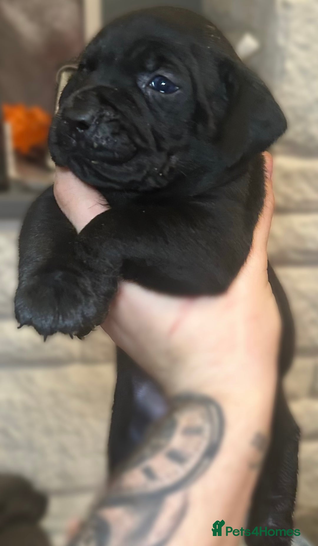 Mixed Breed dogs for sale: Cane Corse X puppies  - Image 5