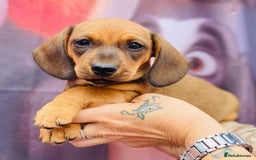 Miniature Dachshund dogs for sale: Two stunning brothers  - Image 2