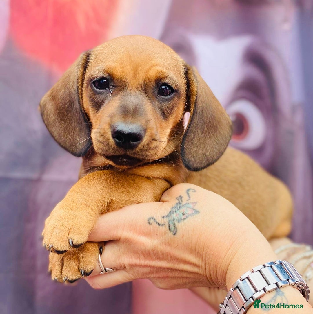 Miniature Dachshund dogs for sale: Two stunning brothers  - Image 2