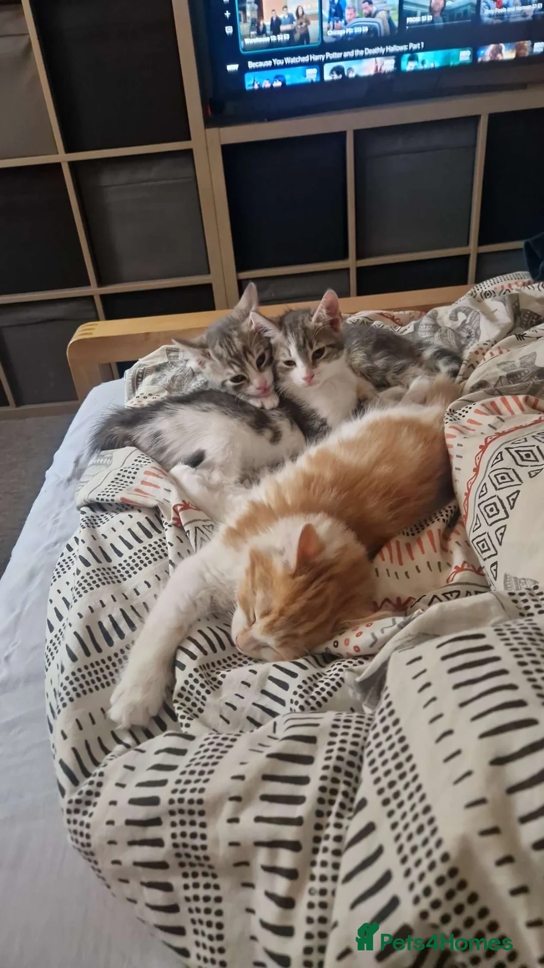 Domestic Shorthair cats for sale: Gorgeous kittens for sale - Advert 2
